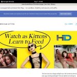 Americankittens Passwords